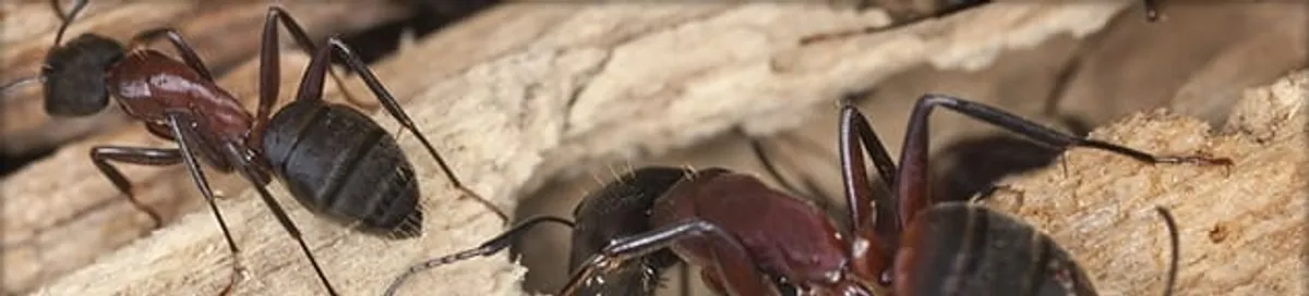 Close-up of ants on wood showing an active ant infestation in Richmond, VA
