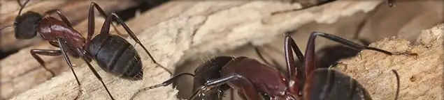 Close-up of ants on wood showing an active ant infestation in Richmond, VA