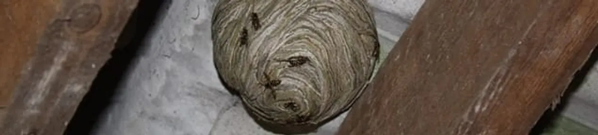 Wasp nest in an attic space, a common home infestation risk in Richmond, VA