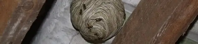 Wasp nest in an attic space, a common home infestation risk in Richmond, VA