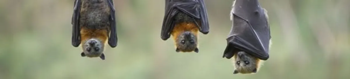 Bats roosting together, a common sign of a bat infestation in Richmond, VA