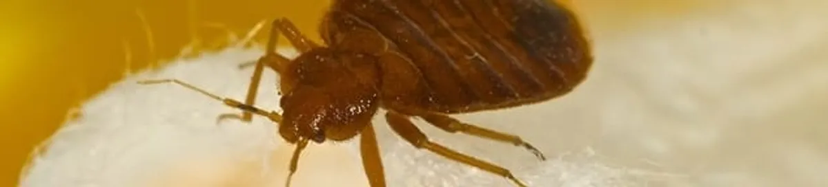 Close-up of a bed bug, a sign of an active infestation in Richmond, VA