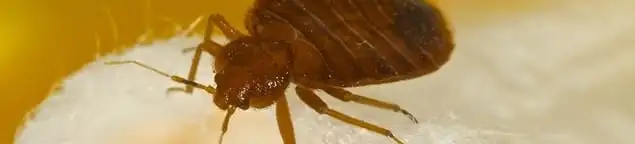 Close-up of a bed bug, a sign of an active infestation in Richmond, VA