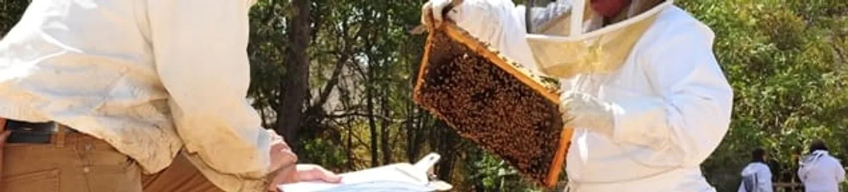 Bee removal specialists relocating a hive and honeycomb safely in Richmond, VA