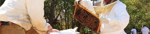 Bee removal specialists relocating a hive and honeycomb safely in Richmond, VA