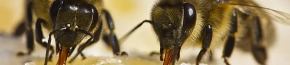 Close-up of honey bees, a sign of a nearby hive in Richmond, VA
