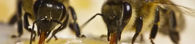 Close-up of honey bees, a sign of a nearby hive in Richmond, VA
