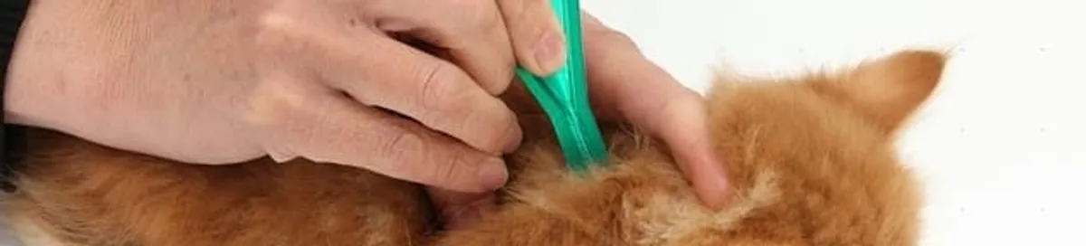 Flea treatment for pets using a flea comb, a sign of flea problems in Richmond, VA