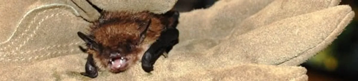 Bat removal specialist holding a bat safely during humane exclusion in Richmond, VA