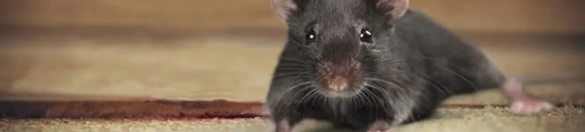 Mouse indoors, a common sign of a rodent infestation in Richmond, VA