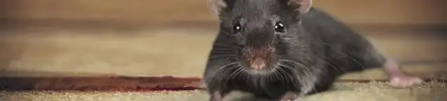 Mouse indoors, a common sign of a rodent infestation in Richmond, VA