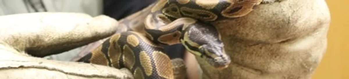 Snake removal specialist safely handling a snake with protective gloves in Richmond, VA