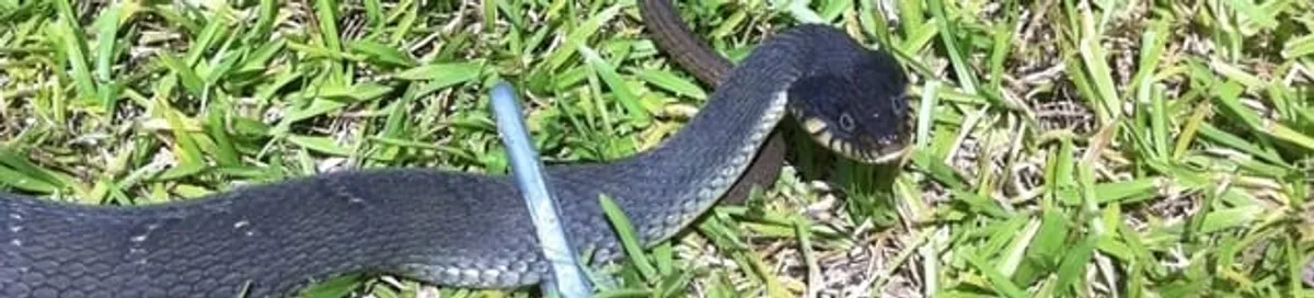 Snake in a yard, a common sign of a snake problem near a home in Richmond, VA