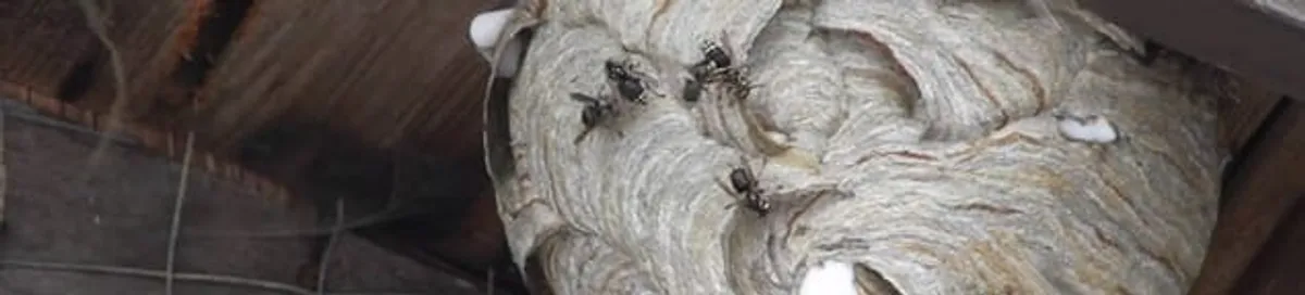 Close-up of a wasp nest with active wasps, a sign of an infestation in Richmond, VA