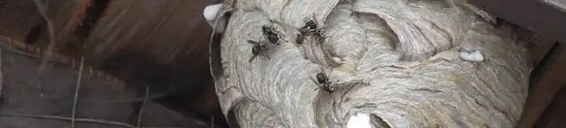 Close-up of a wasp nest with active wasps, a sign of an infestation in Richmond, VA
